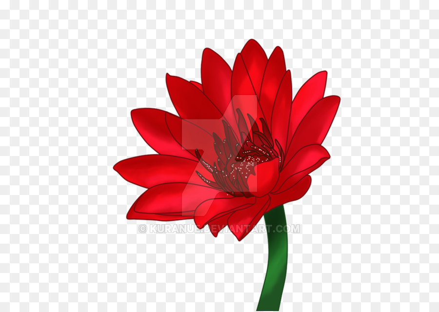 Flor Rosa，Florecer PNG