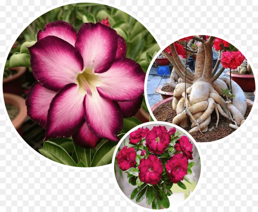 Las Flores Cortadas，Burdeos PNG