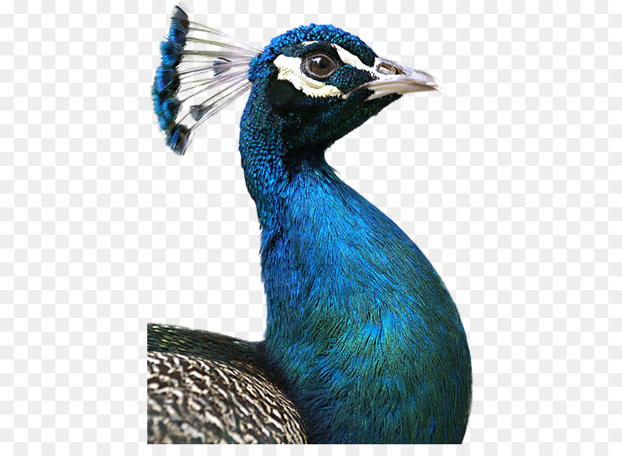 Pavo Real，Plumas PNG