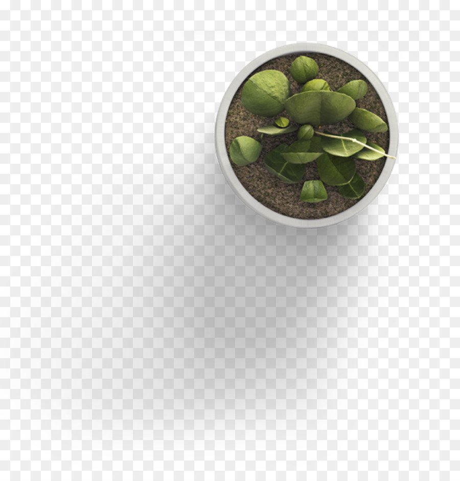 Plantilla，Planta PNG