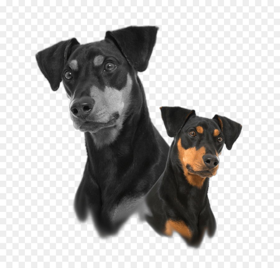 Pinscher Alemán，Pinscher Miniatura PNG