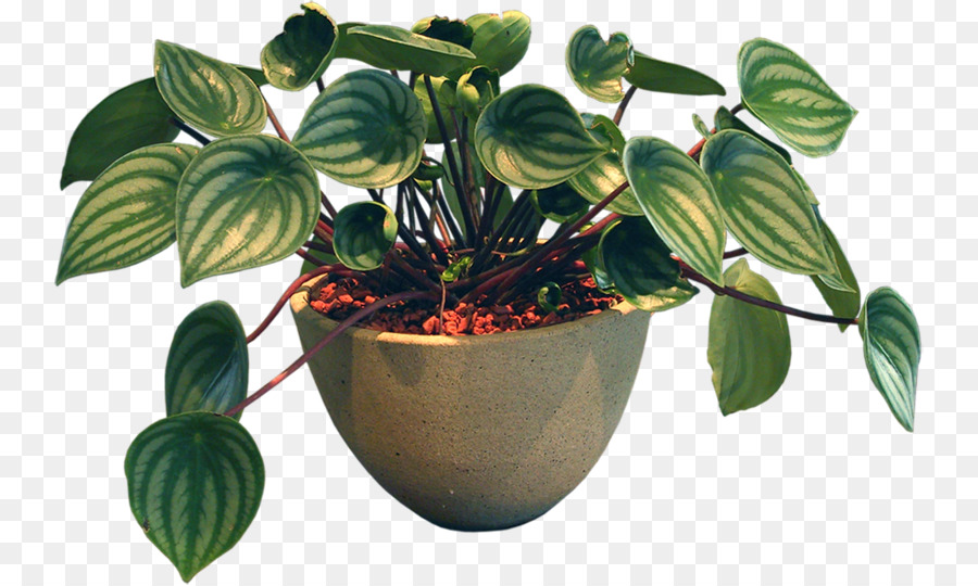 Maceta，Florero PNG