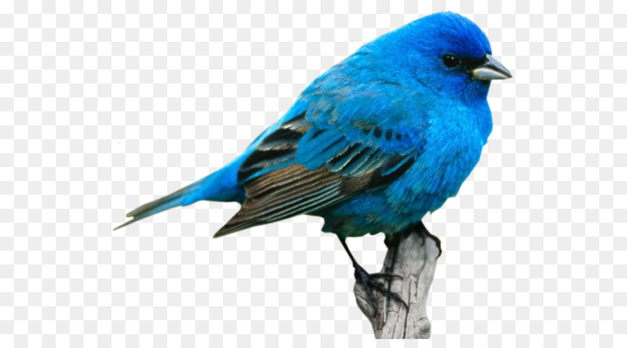 Pájaro Azul，Plumas PNG