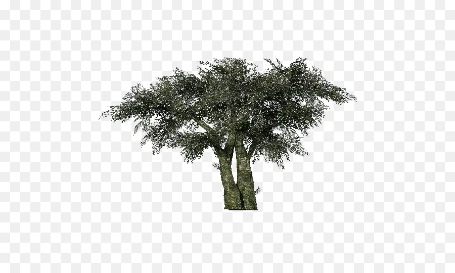 árbol，De Oliva PNG