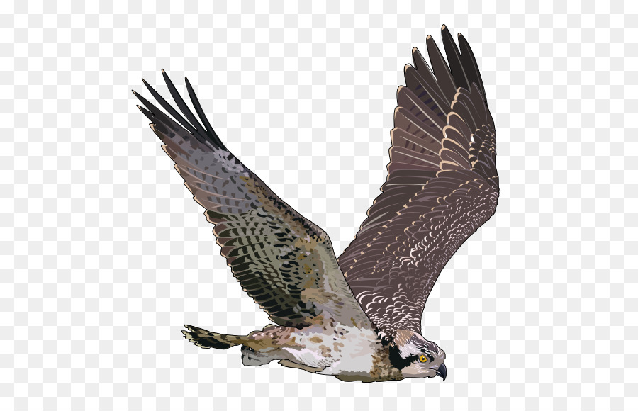 Pájaro，Osprey PNG