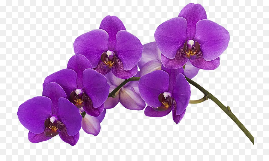 Flores Moradas，Orquídea PNG