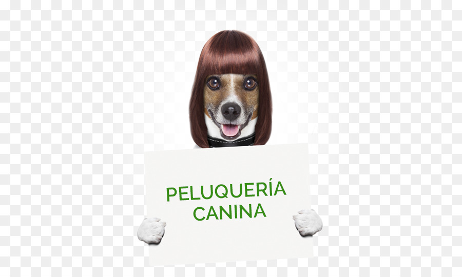 Perro，Preparación Del Perro PNG