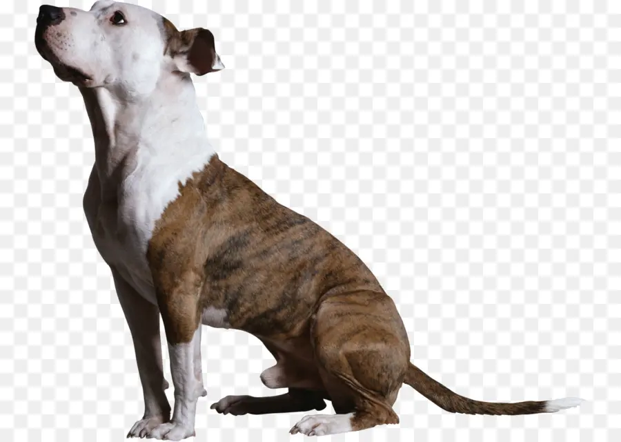 American Pit Bull Terrier，American Staffordshire Terrier PNG