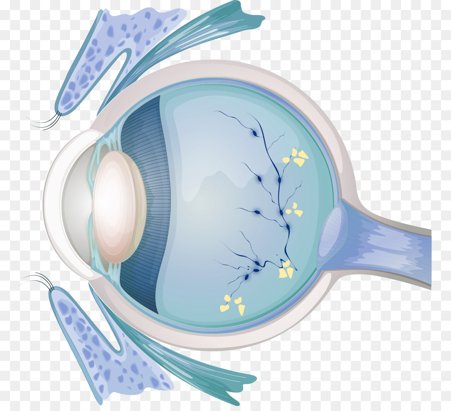 óptico Optometrista，Ojo PNG