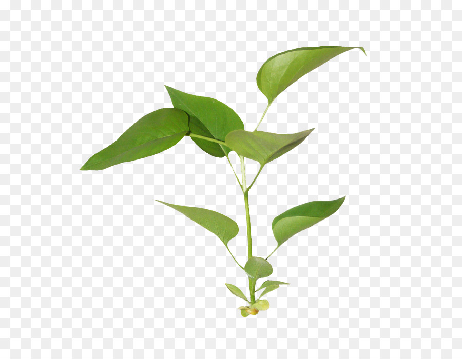 Hojas Verdes，Naturaleza PNG