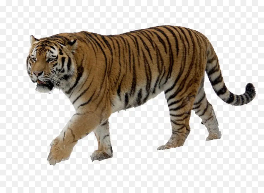 Tigre，Felino De Gran Tamaño PNG