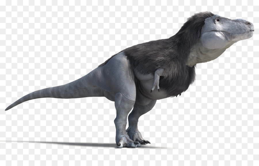 Tyrannosaurus，Velociraptor PNG