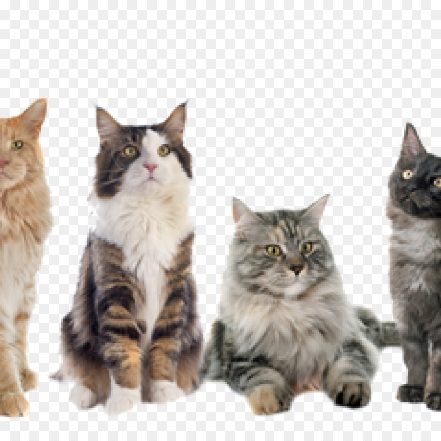 Gatitos，Gatos PNG