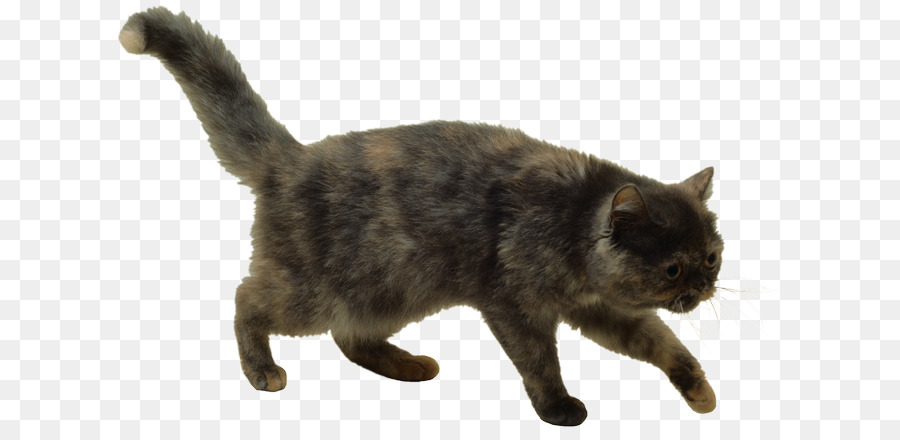 Gato，Mascota PNG