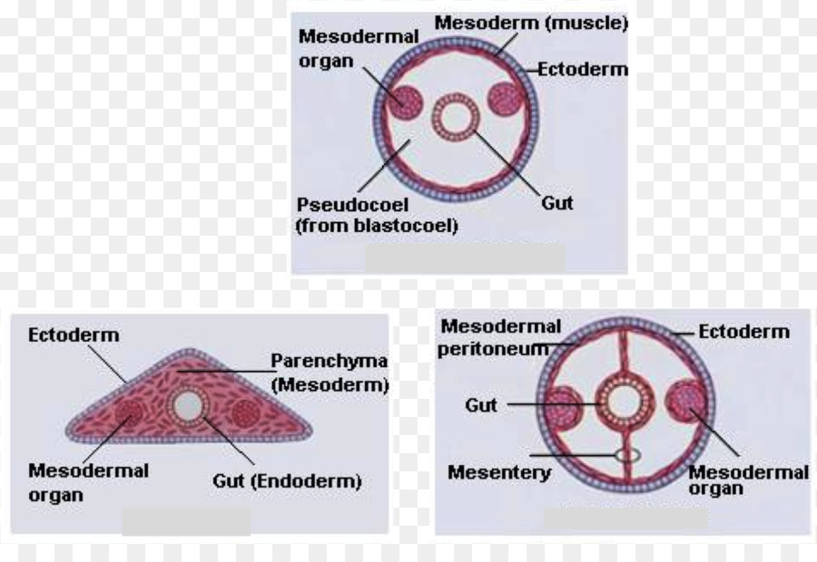 Celomo，Triploblastia PNG