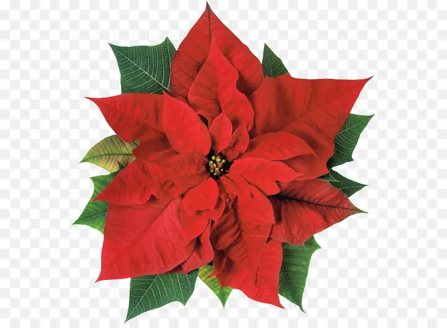 La Flor De Pascua，La Navidad PNG