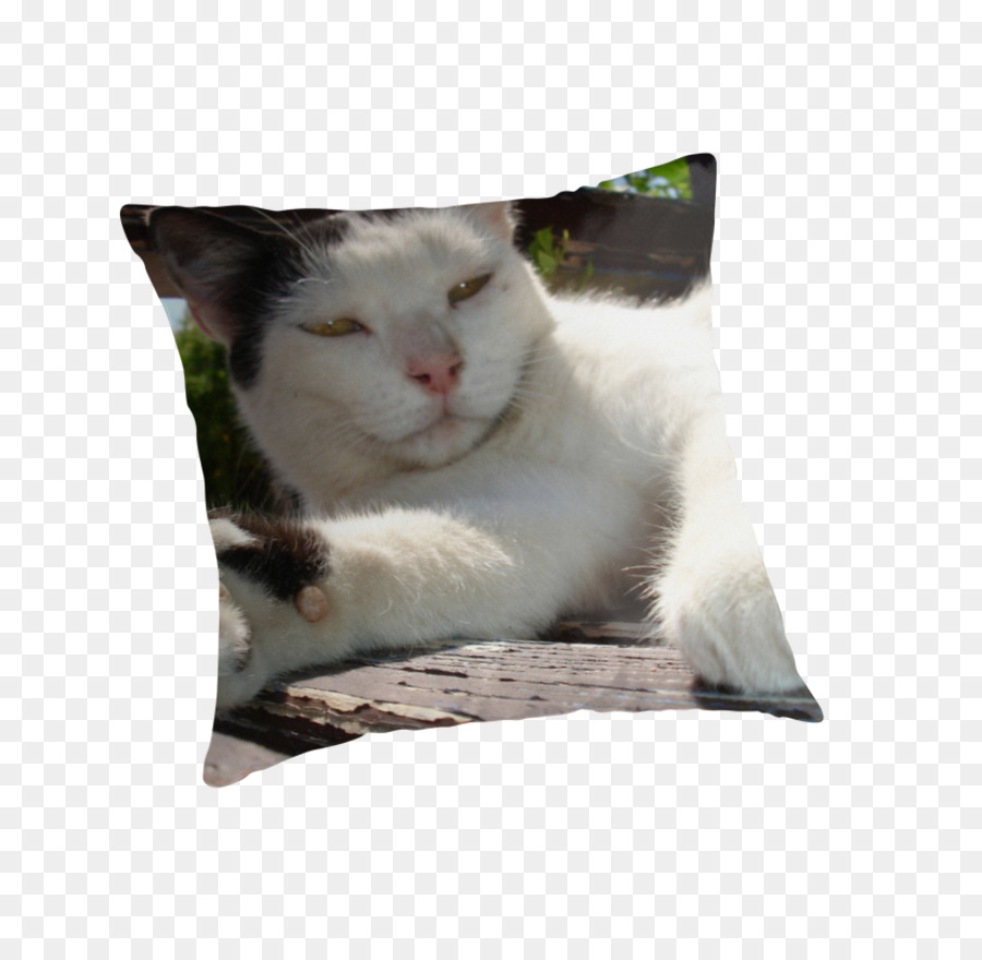 Bigotes，Gatito PNG