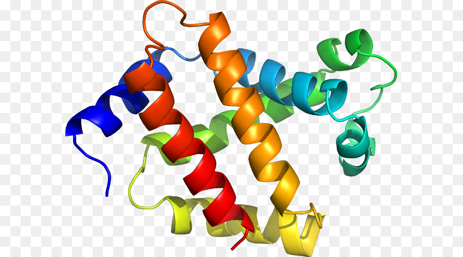 Estructura De La Proteína，Biología PNG