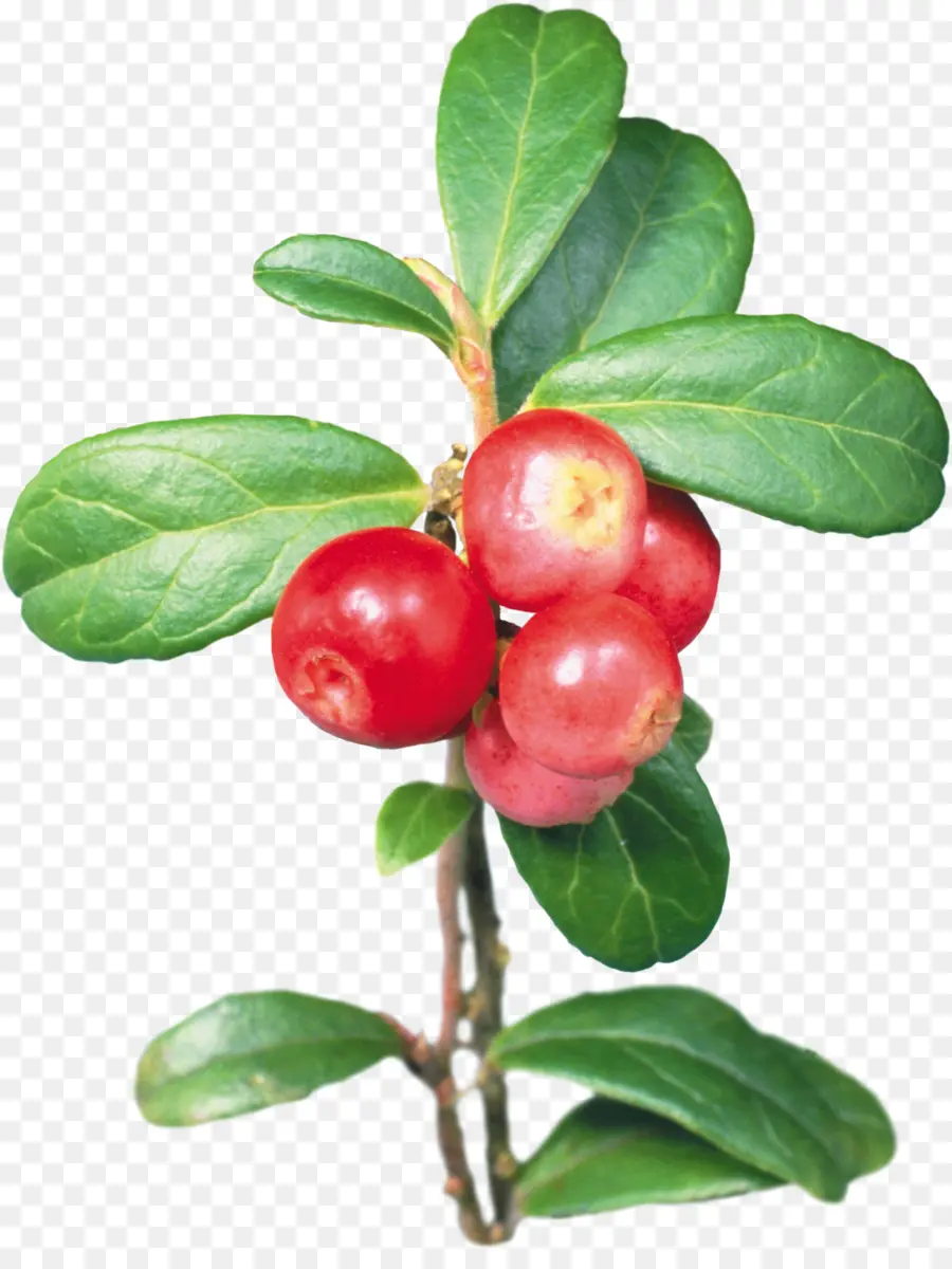 Frutos Rojos，Planta PNG