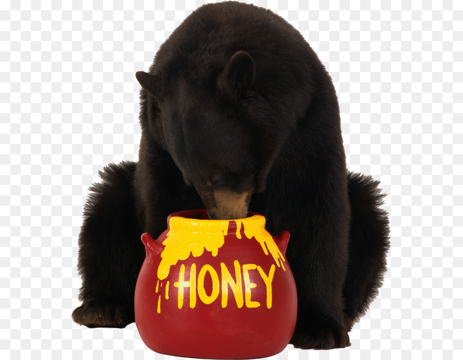 Oso，El Oso Negro Americano PNG