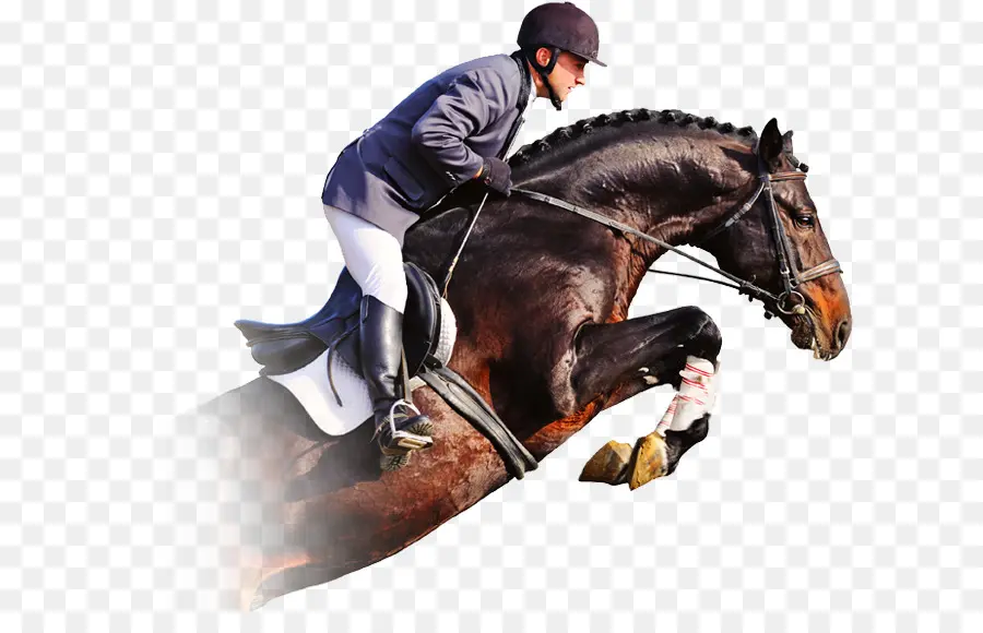 Caballo，Salto De Obstáculos PNG