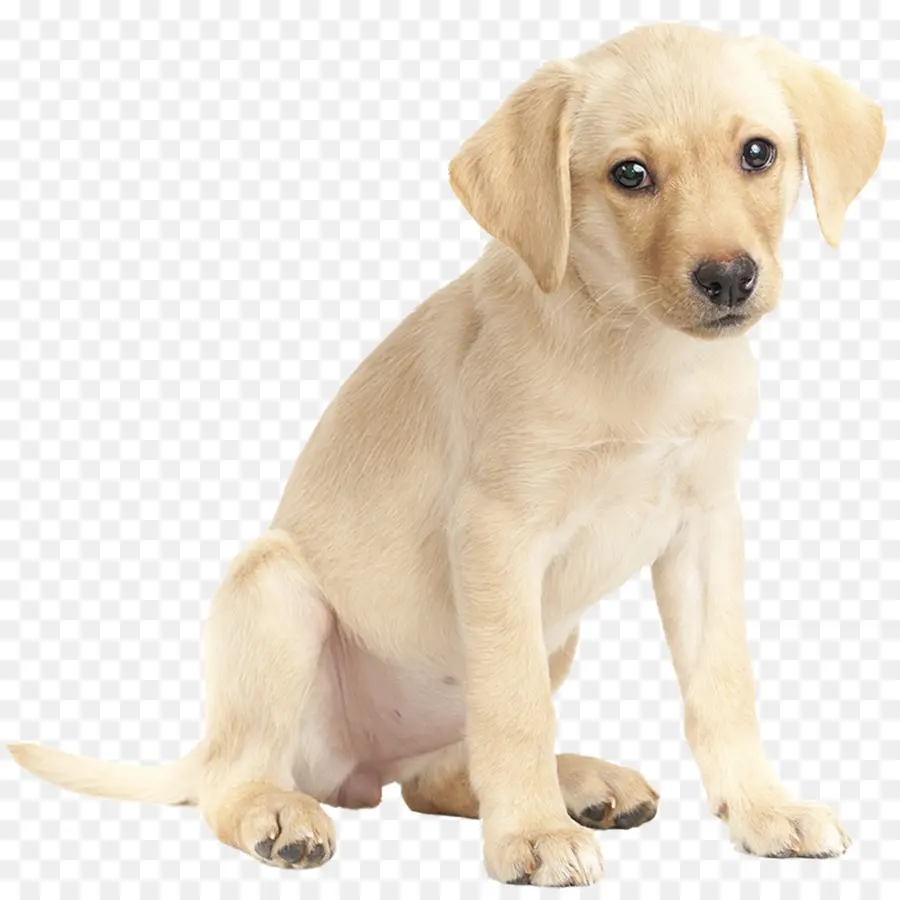 Labrador Retriever，Golden Retriever PNG