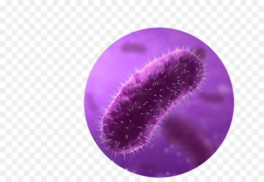 E Coli，Bacteria PNG