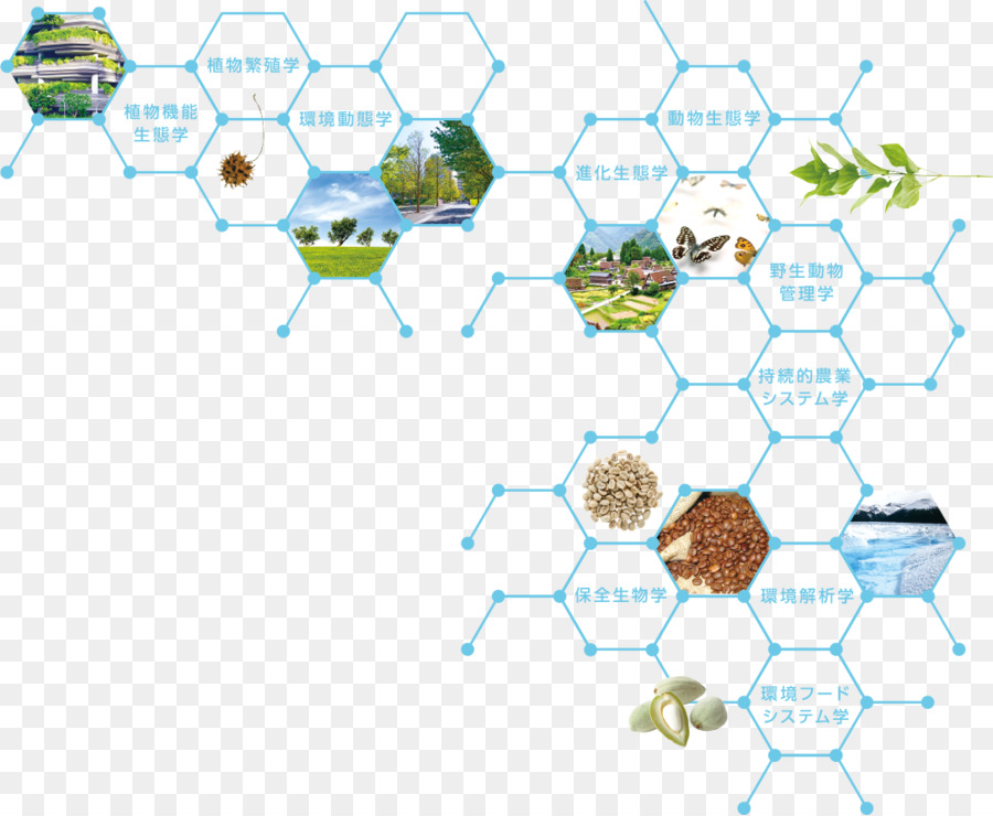 Ecología，La Universidad De Tamagawa PNG