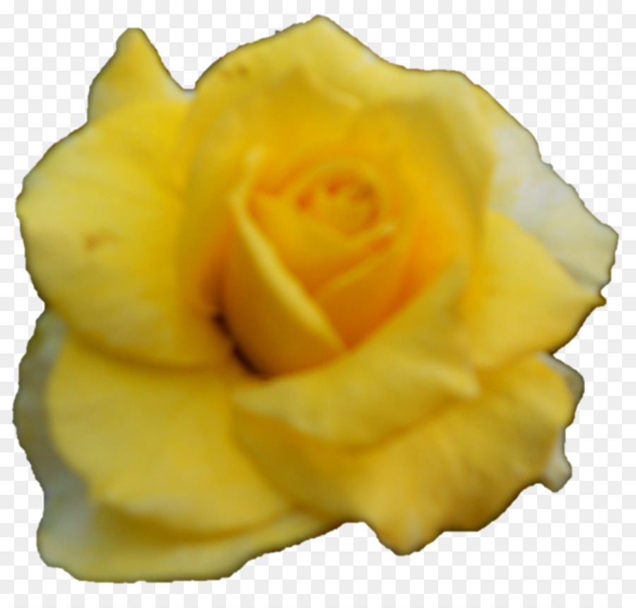 Rosa Blanca，Floración PNG