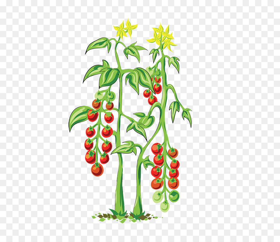 Plantas De Tomate，Rojo PNG