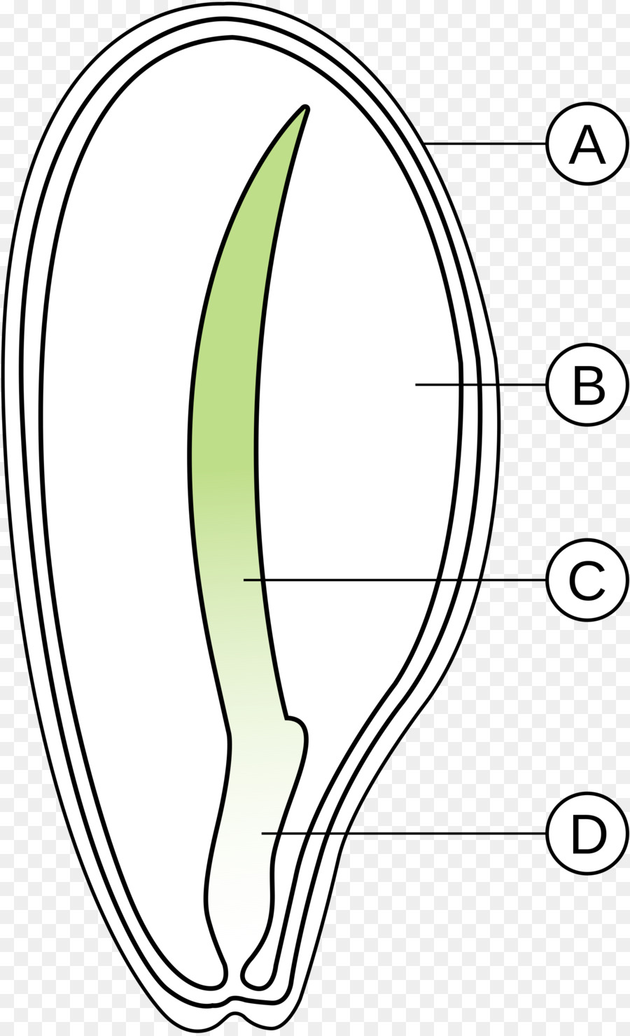 Dicotyledon，Monocotiledóneas PNG