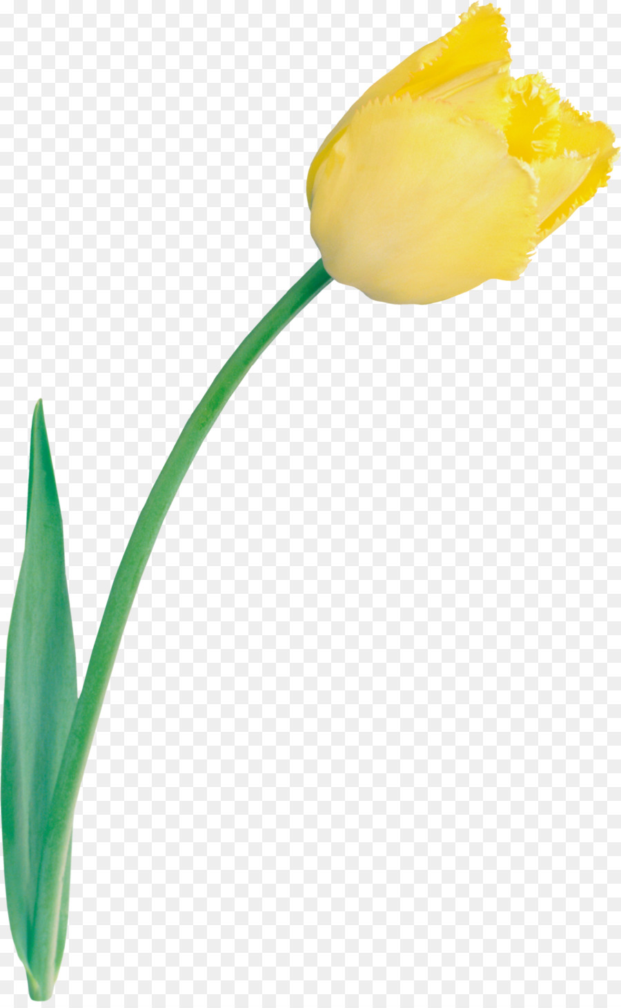 Tulipán，Florecer PNG