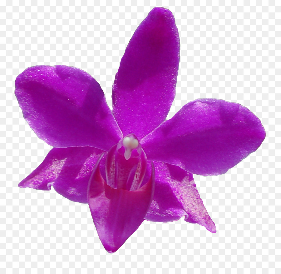 La Polilla De Las Orquídeas，Las Orquídeas Cattleya PNG
