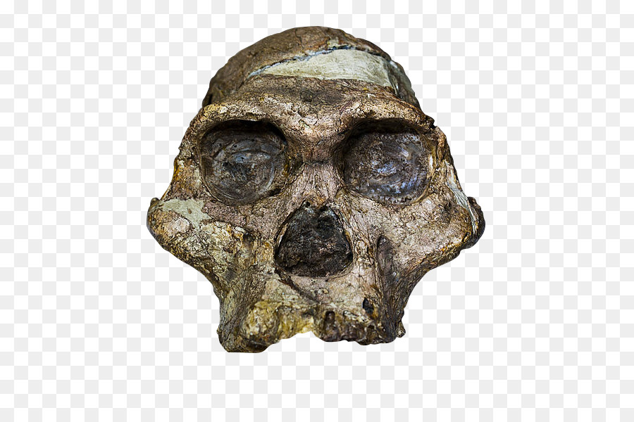 Esterkfontein，Cuna De La Humanidad PNG