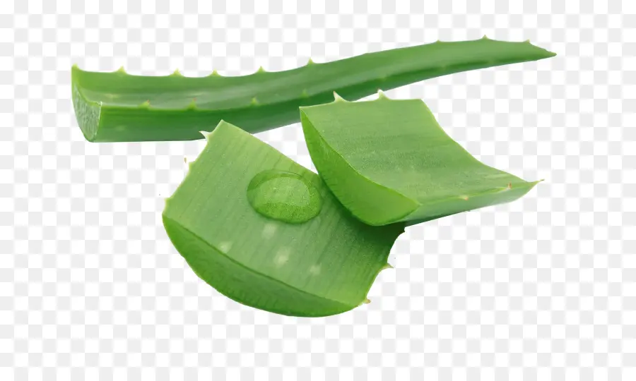 Aloe Vera，Loción PNG