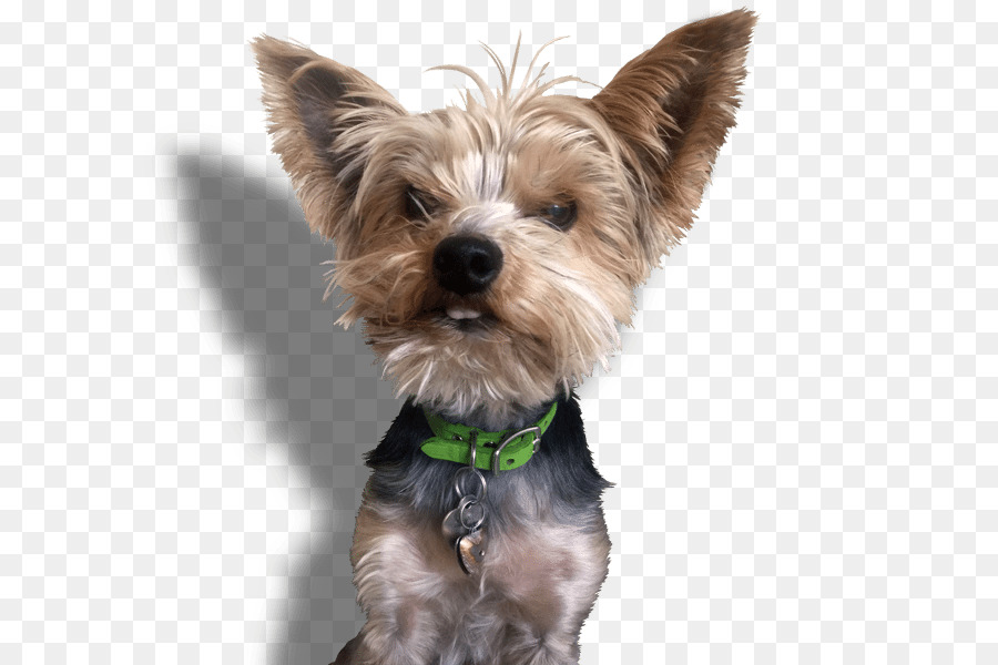 Perro，Mascota PNG