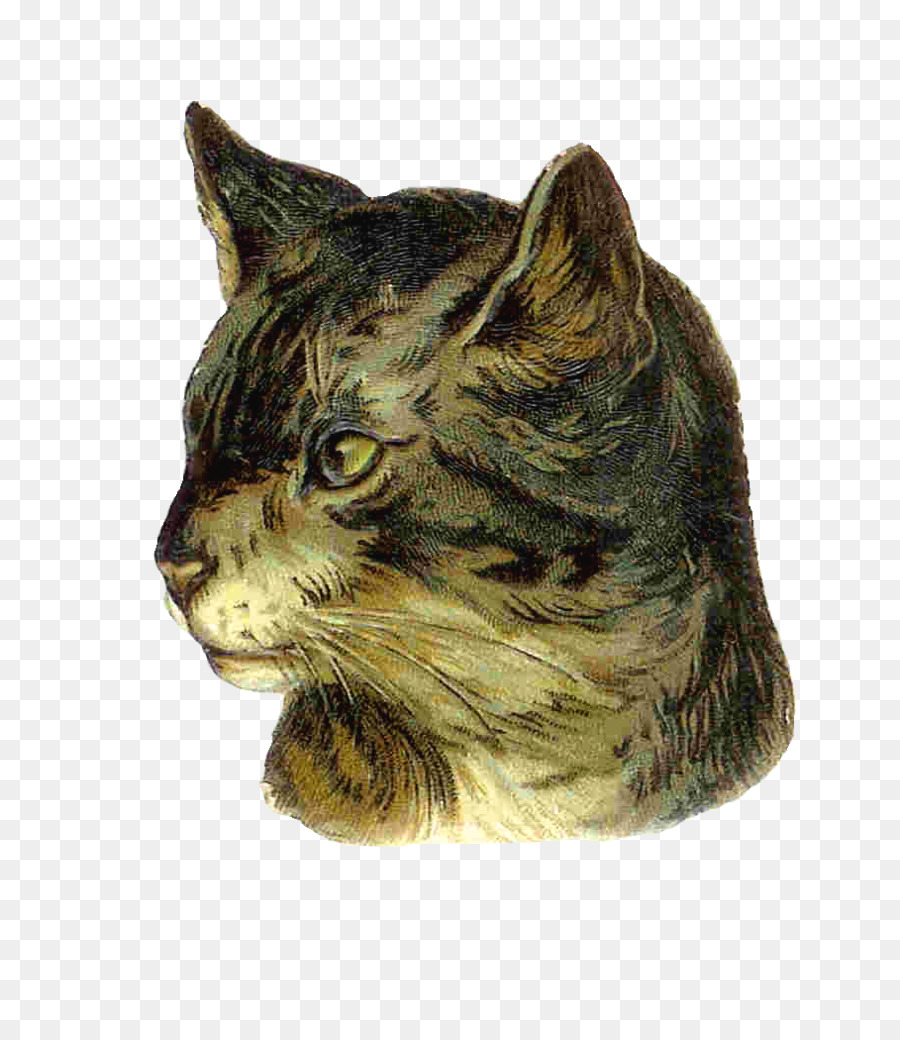 Gato Atigrado，Europeo De Pelo Corto PNG