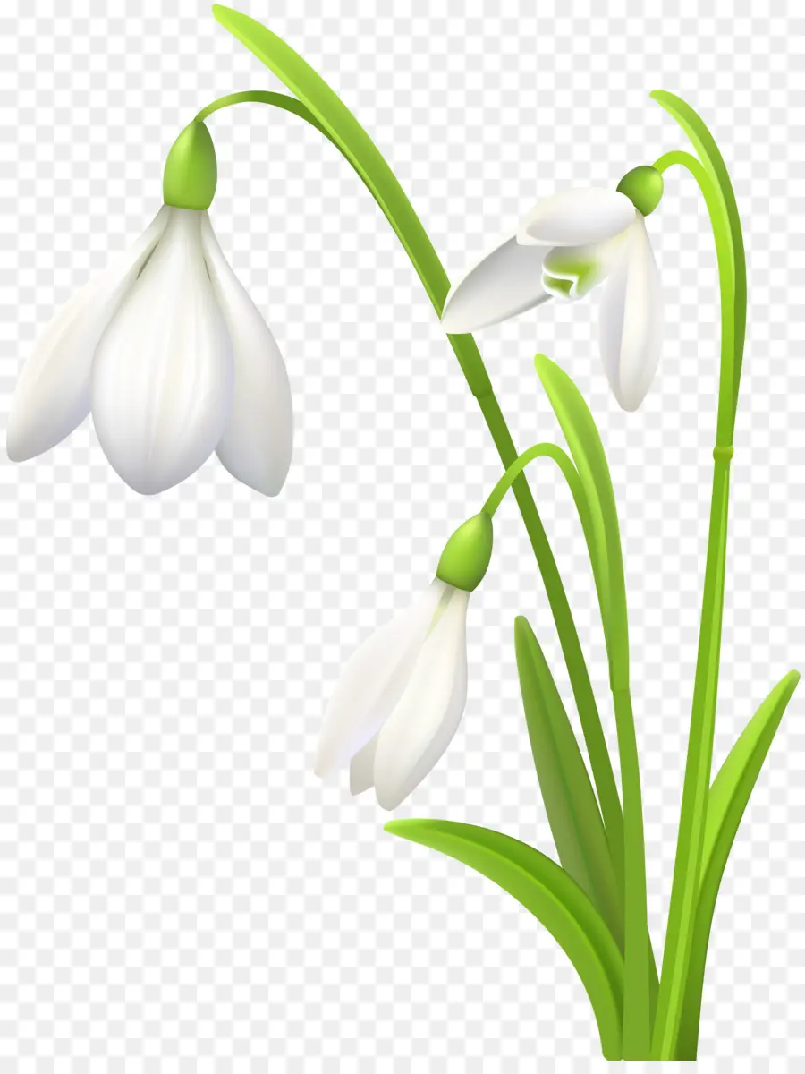 Flores De Campanilla Blanca，Planta PNG