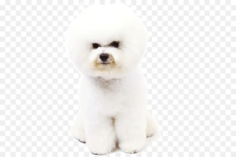 Perro Maltés，Bichon Frize PNG