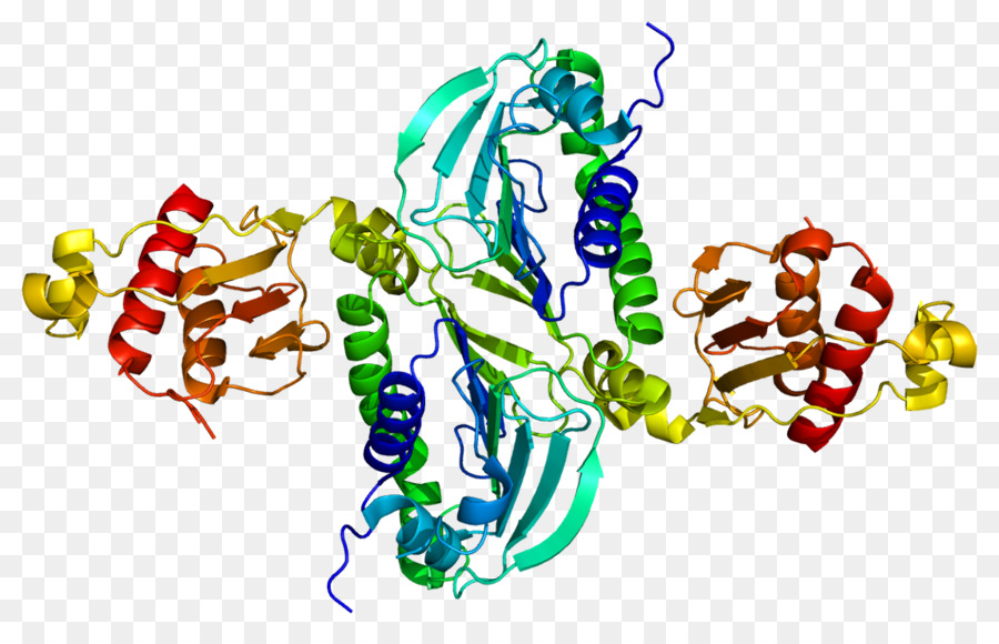 Estructura De La Proteína，Molécula PNG