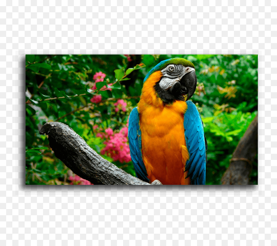 Parrot，Pájaro PNG