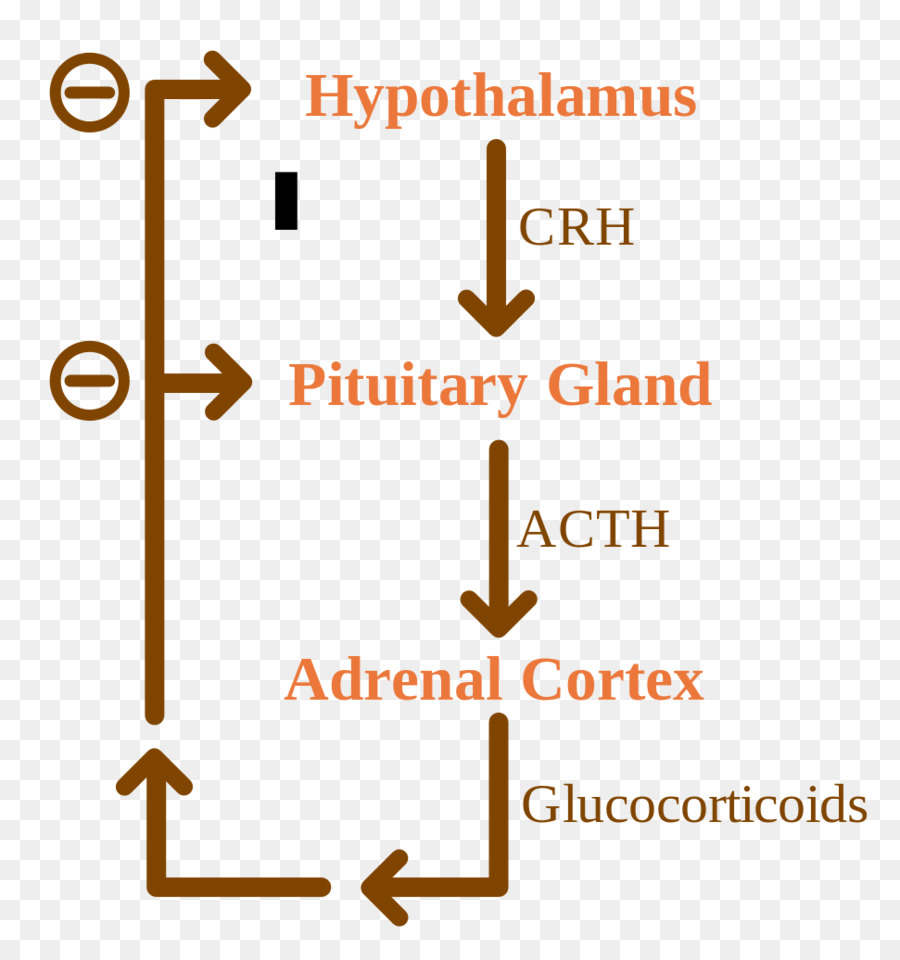 Retroalimentación Negativa，Hormona Adrenocorticotrópica PNG