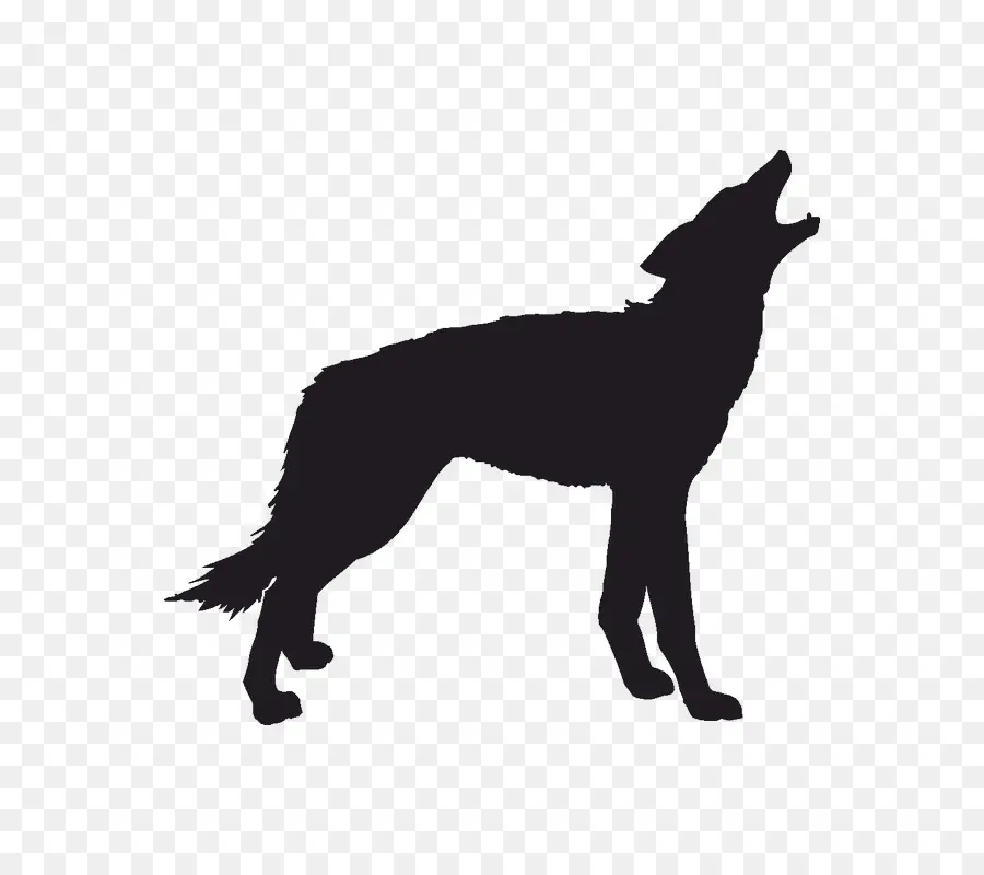 Lobo Gris，Coyote PNG