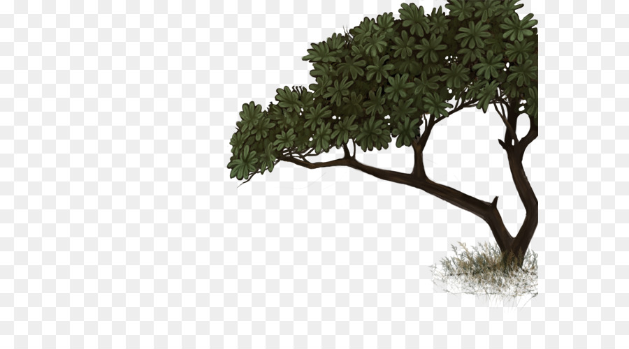 Árbol，Pino PNG