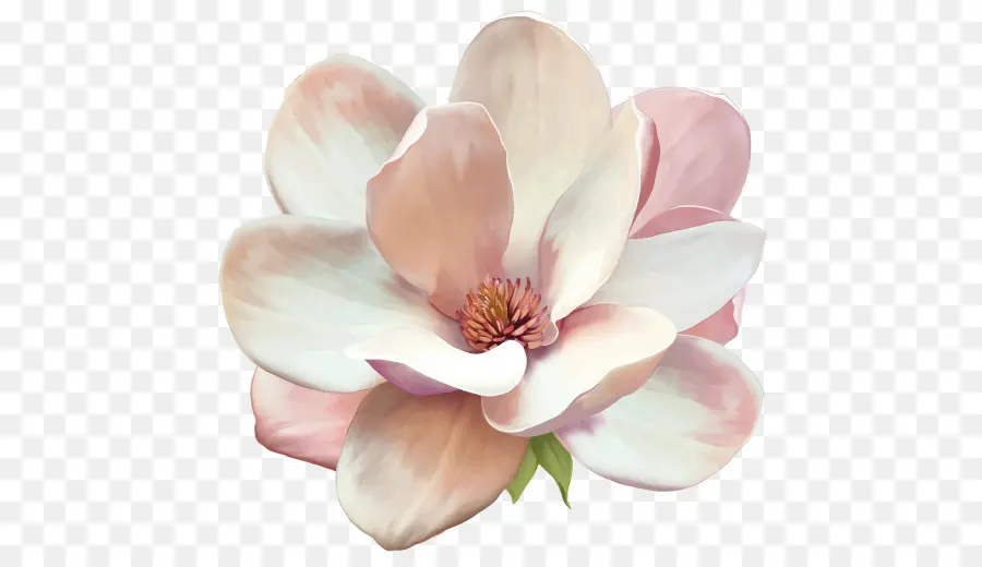 Magnolia，Flor PNG