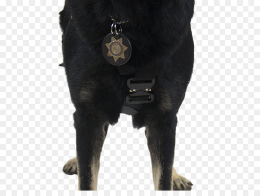 Raza De Perro，Perro PNG