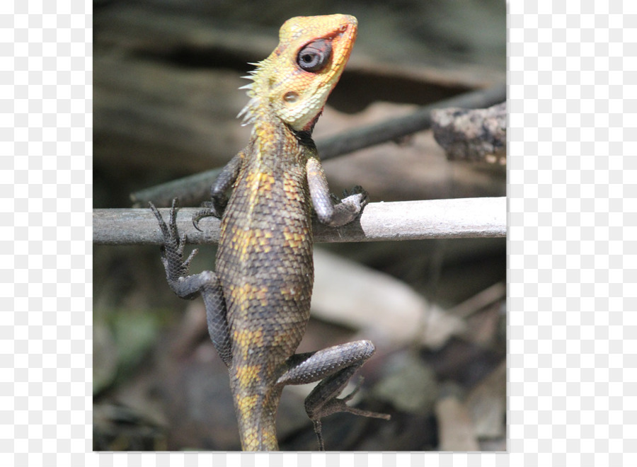 Arignar Anna Zoological Park，Selva Fotografía PNG