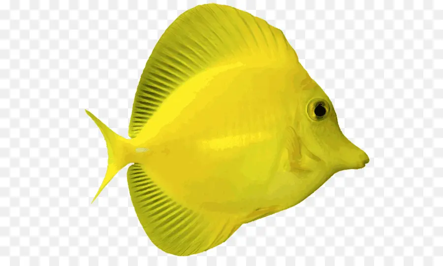 ángel，Yellow Tang PNG