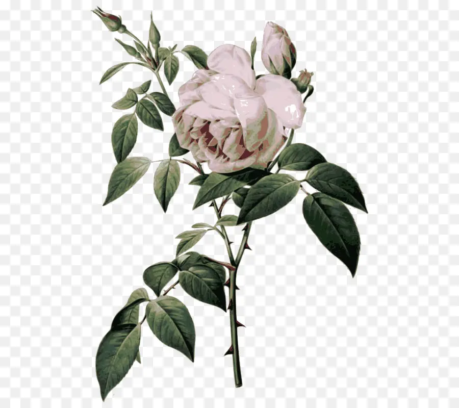 Rosa Gallica，Ilustración Botánica PNG