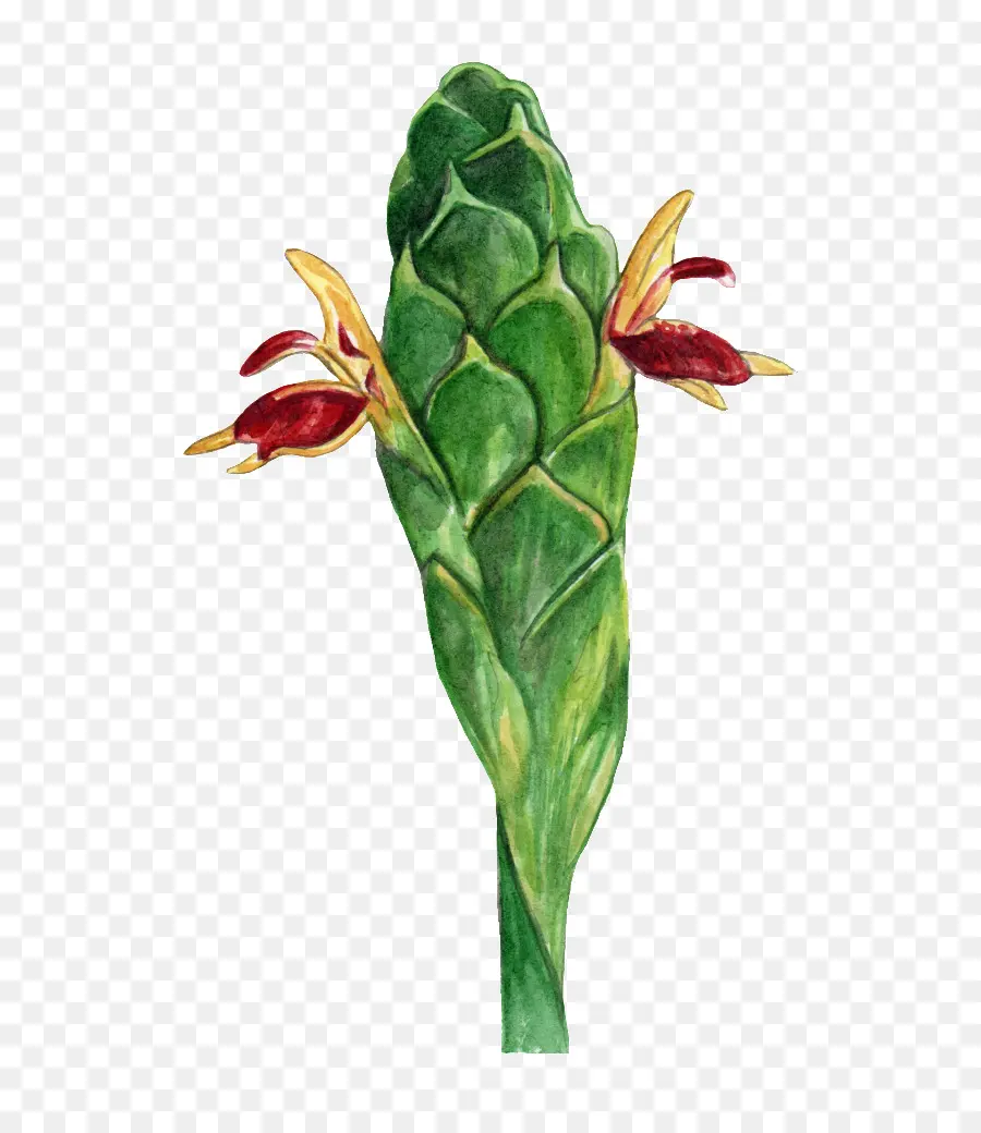 Planta，Flor PNG